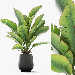 Plants collection 1164