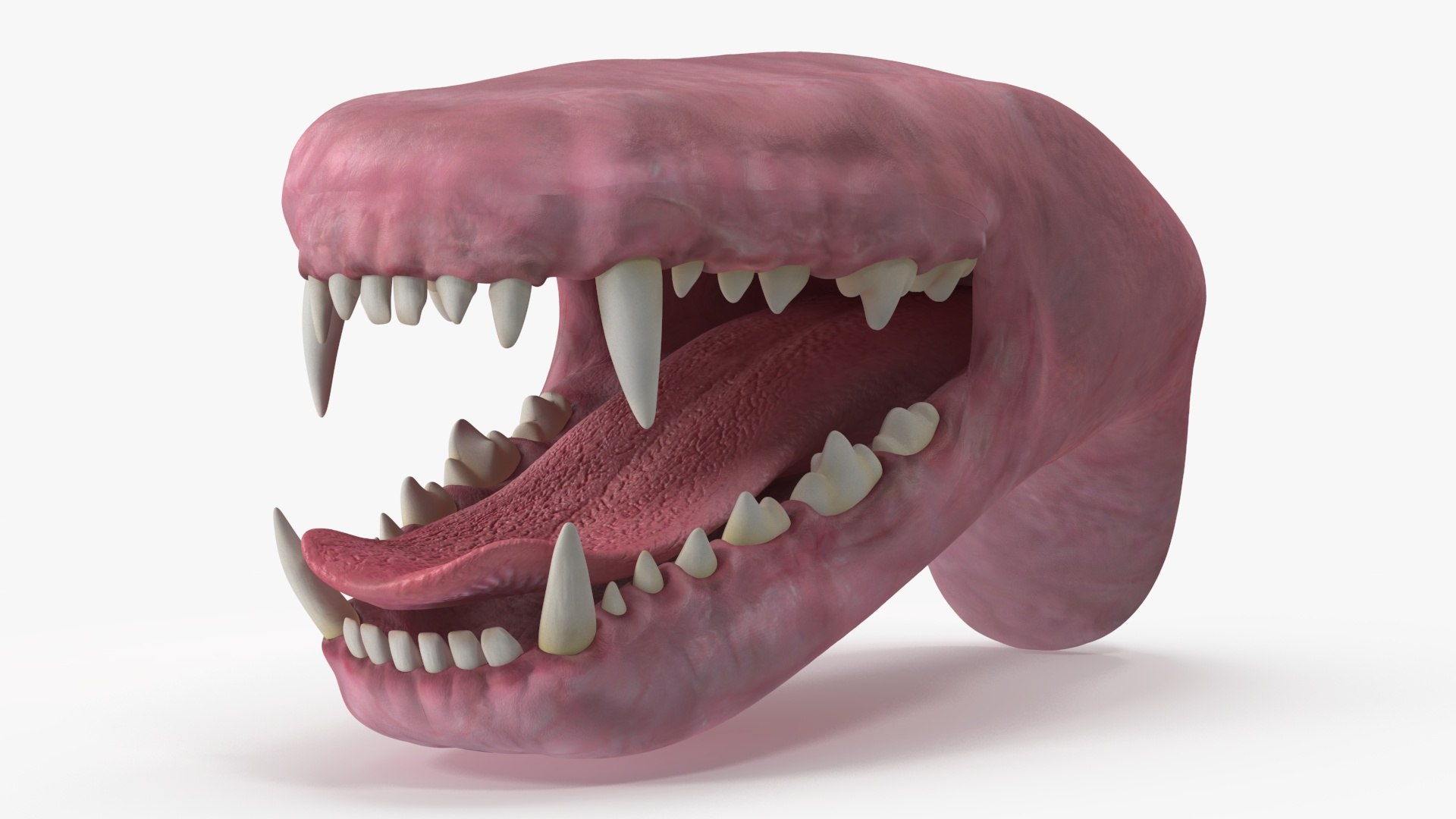Dog Jaw Anatomic Rigged 3D model preview