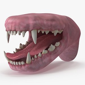 3D Dog Jaw Anatomic Rigged