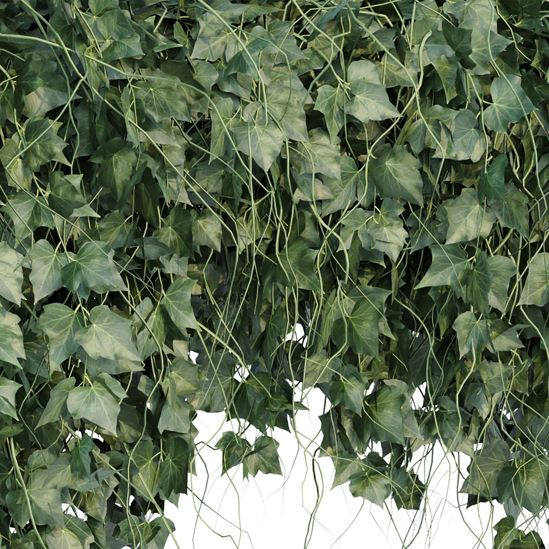3D Hanging wall plants vol 91 https://p.turbosquid.com/ts-thumb/sI/va8pWS/Nw/7/jpg/1664097821/1920x1080/fit_q87/f94dc2fd0b6cf1786a3f4af1a03585b7564676c6/7.jpg