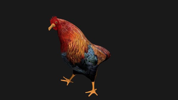 3D chicken rigged model - TurboSquid 1664753