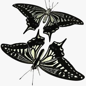 Rigged swallowTail