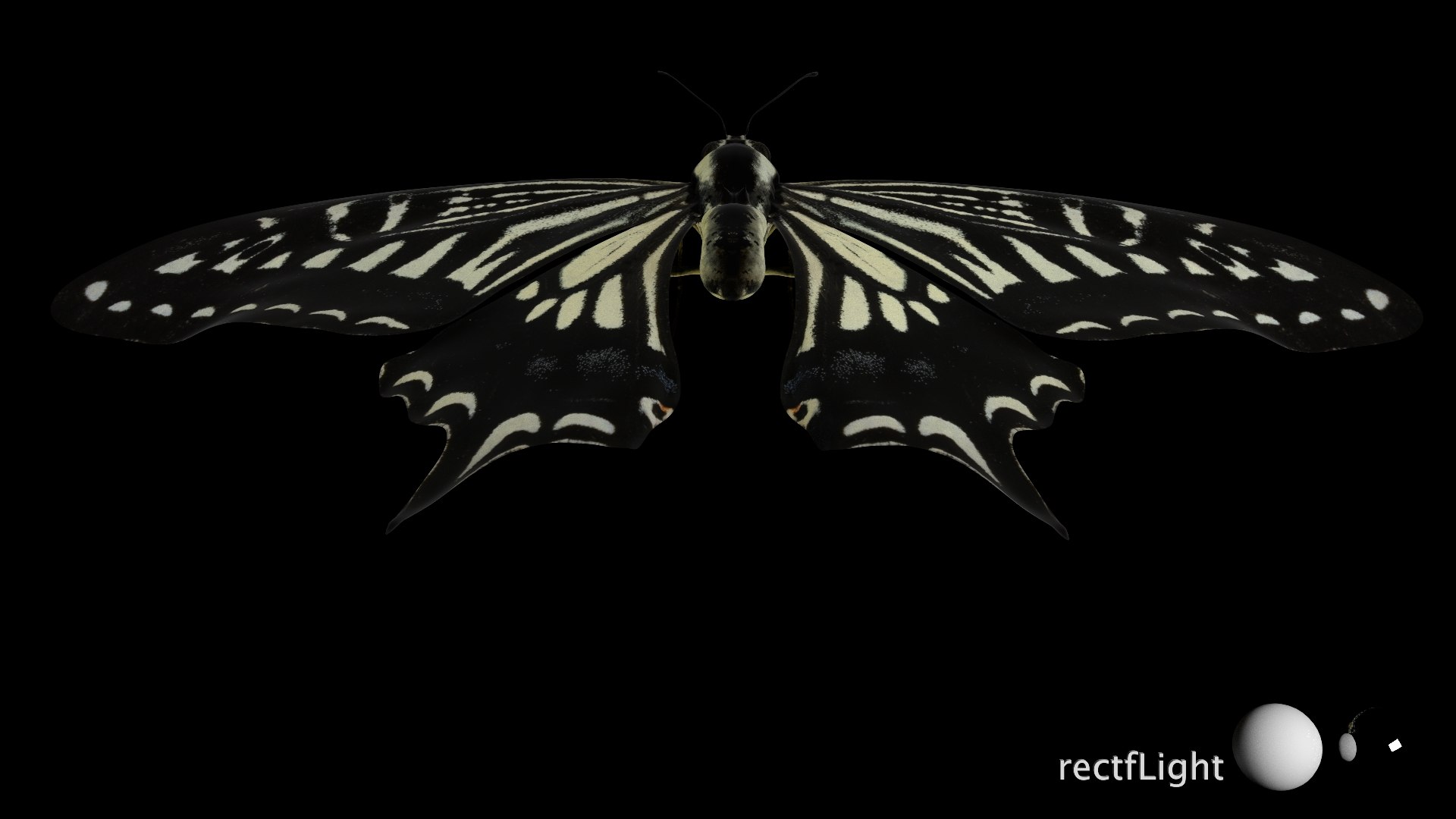 3D Rigged swallowTail model - TurboSquid 2013340
