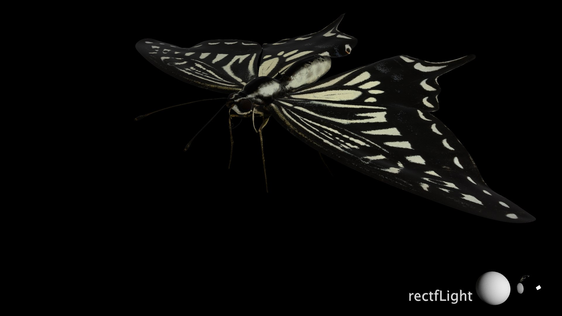 3D Rigged swallowTail model - TurboSquid 2013340
