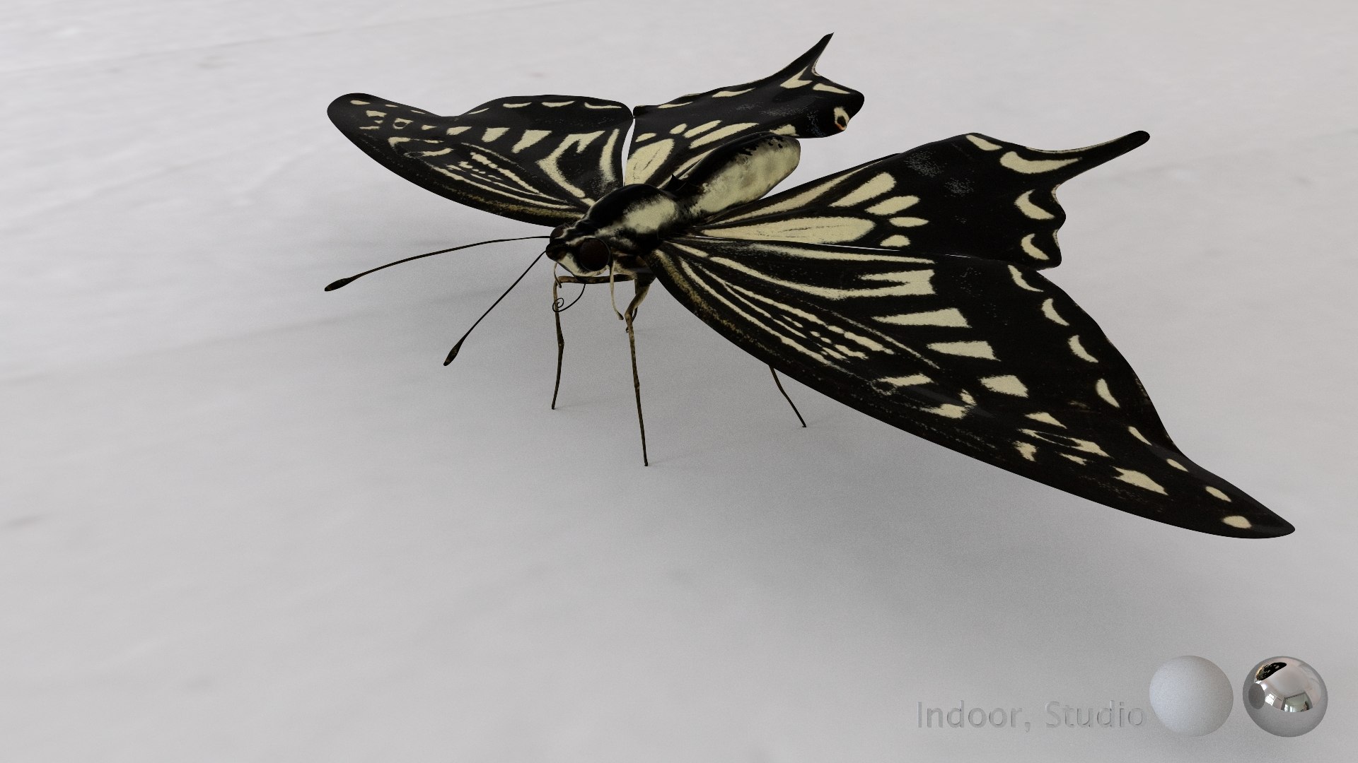 3D Rigged swallowTail model - TurboSquid 2013340