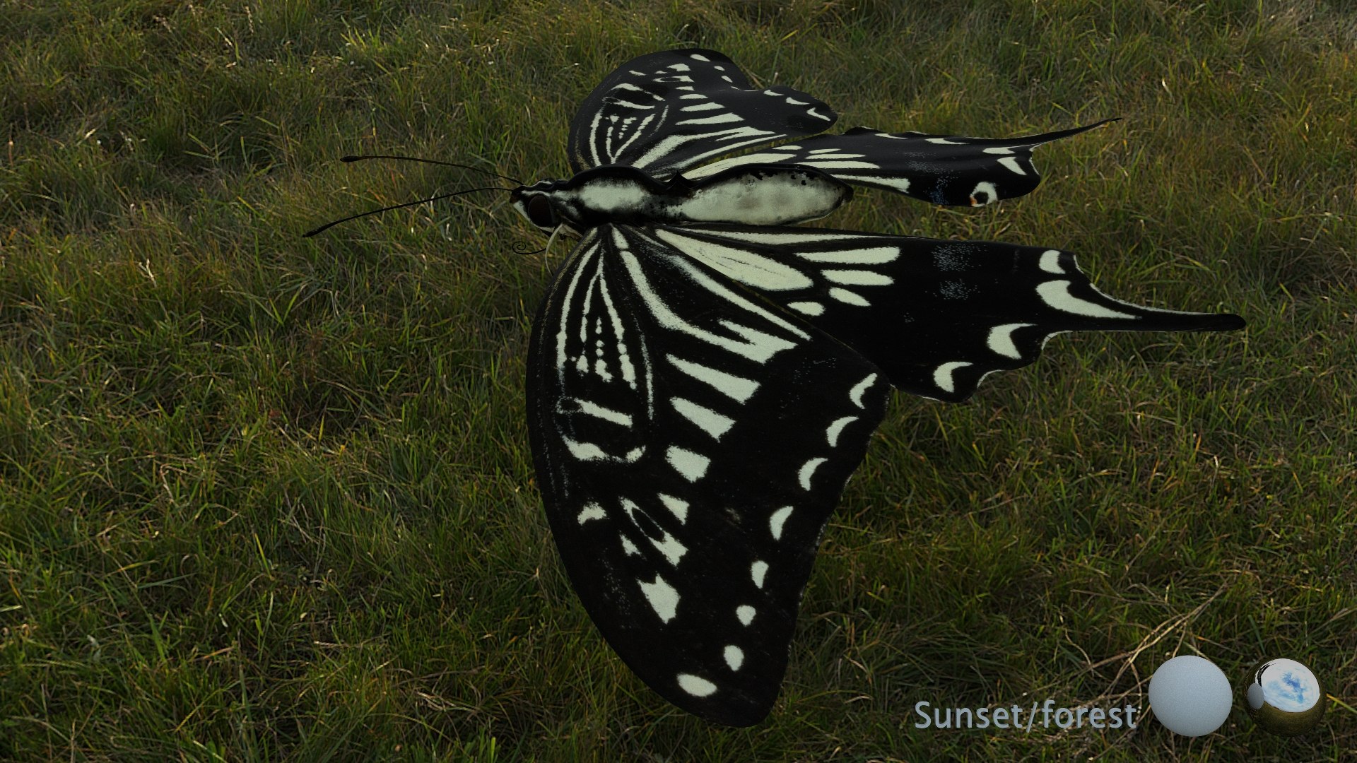 3D Rigged swallowTail model - TurboSquid 2013340