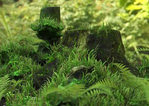 forest set