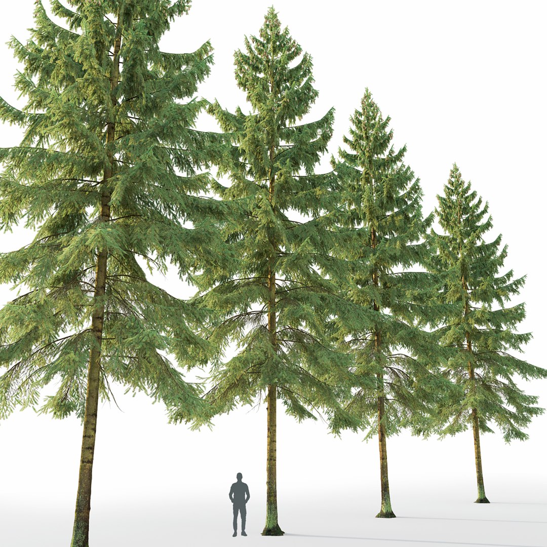 Spruce 04 model - TurboSquid 1872870