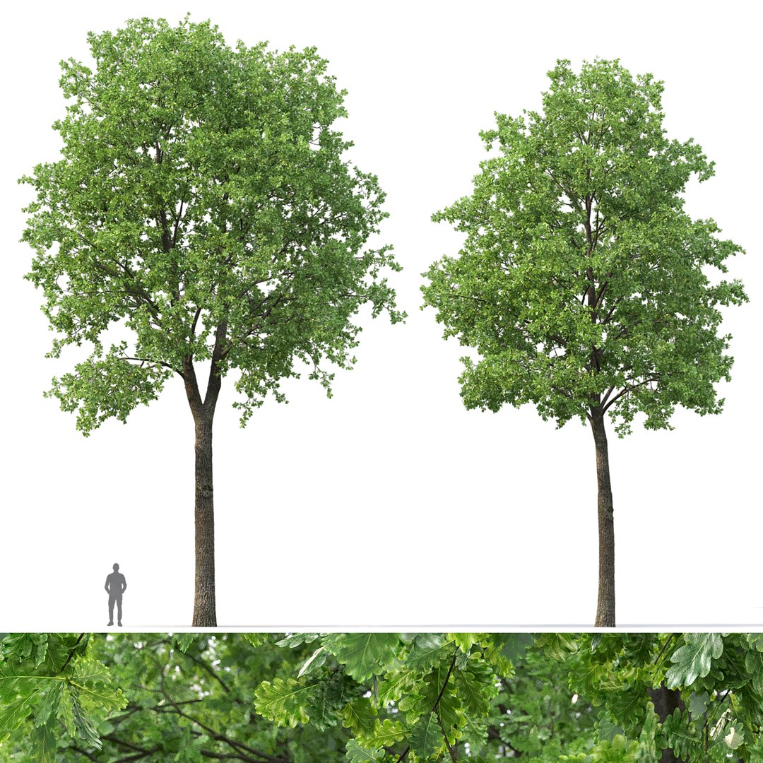 3D Oak-tree 01 model https://p.turbosquid.com/ts-thumb/sJ/Ni3t7m/ep/1turb/jpg/1620810075/1920x1080/fit_q87/dd092d5d7437b8ed6c7e2560ac8bc1b6eedb3067/1turb.jpg