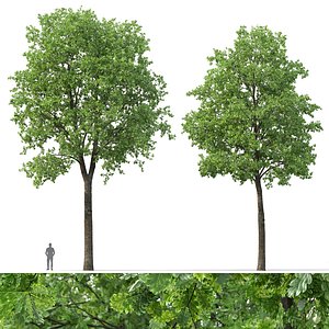 3D Oak-tree 01 model