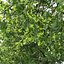 3D Oak-tree 01 model