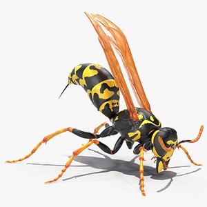 Paper Wasp Rigged