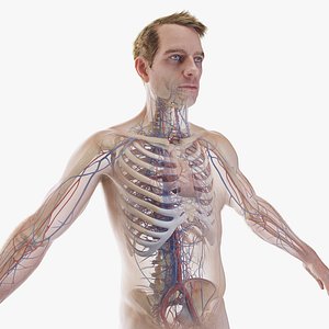 Human Male Body Skeleton and Vascular System Static 3D