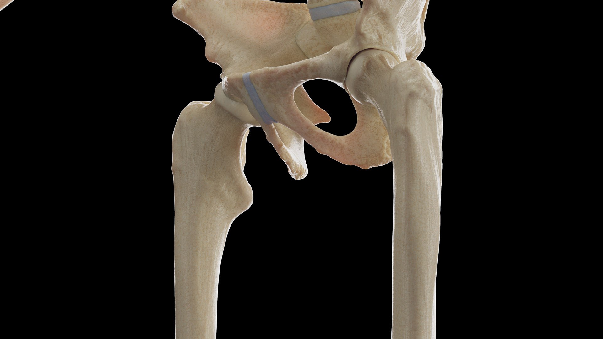 Human Male Body Skeleton and Vascular System Static 3D https://p.turbosquid.com/ts-thumb/sJ/d5gL0u/7h/male_skeleton0010/jpg/1680872224/1920x1080/fit_q87/8cf1664a5629ca0a041694a4eec1a674ee38ac22/male_skeleton0010.jpg
