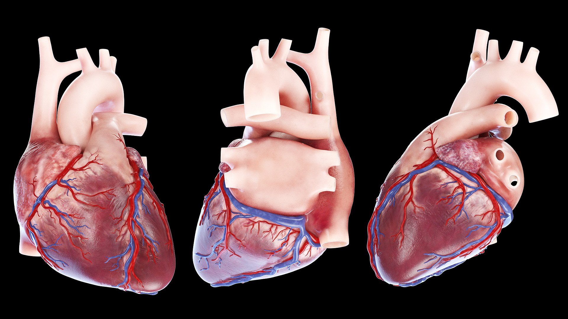 Human Male Body Skeleton and Vascular System Static 3D https://p.turbosquid.com/ts-thumb/sJ/d5gL0u/80/anatomy_v2_male_ps_063b/jpg/1680872513/1920x1080/fit_q87/cae1fb0ea6e8b956e0bda36b96b694284595480a/anatomy_v2_male_ps_063b.jpg