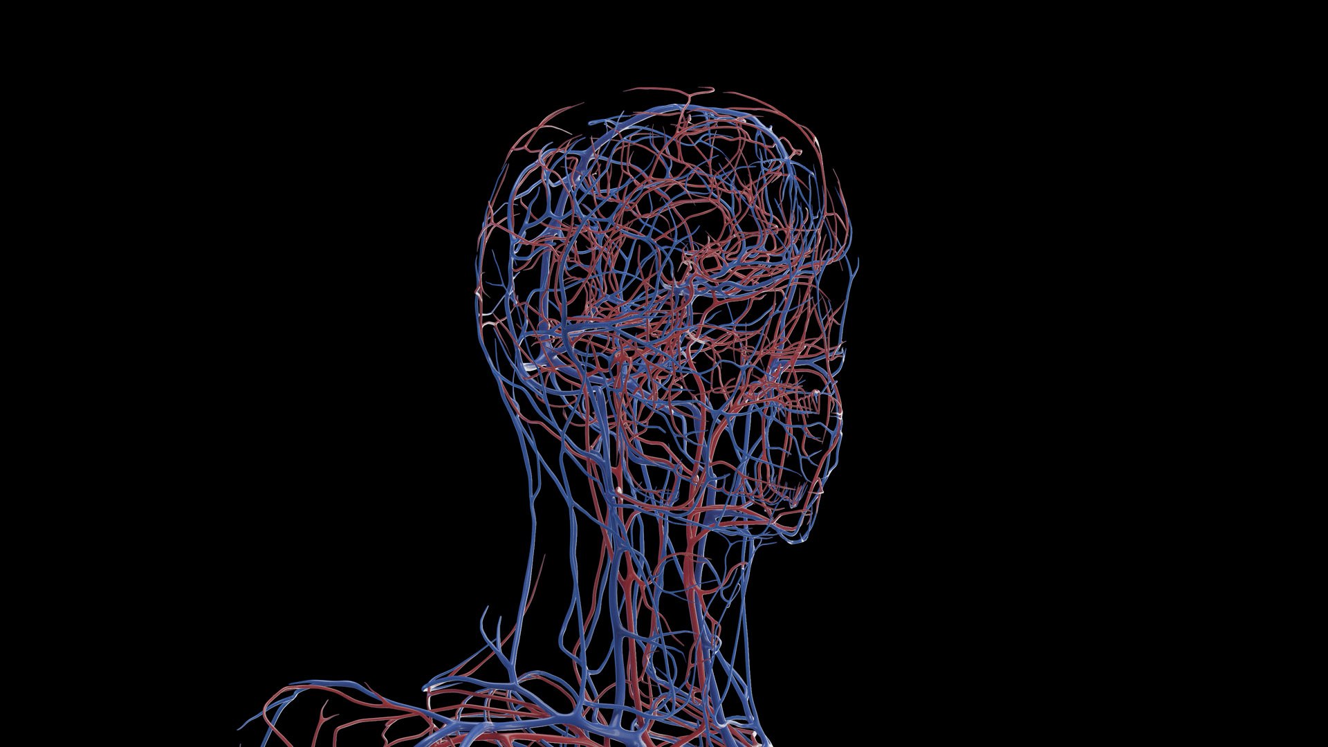 Human Male Body Skeleton and Vascular System Static 3D https://p.turbosquid.com/ts-thumb/sJ/d5gL0u/8Y/male_vascular0000/jpg/1680872388/1920x1080/fit_q87/87e7671a3ffcf141cb4a2778f6b36e1d29af3f31/male_vascular0000.jpg