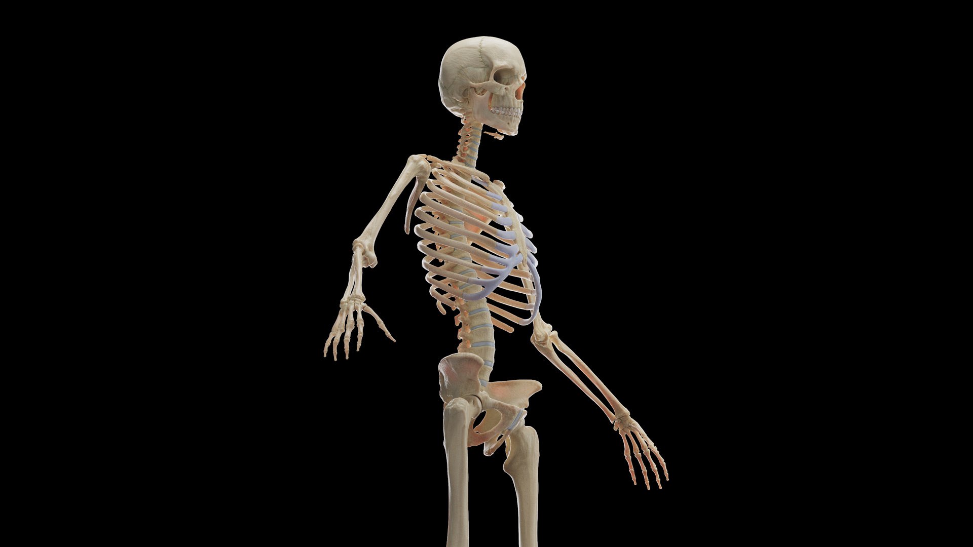 Human Male Body Skeleton and Vascular System Static 3D https://p.turbosquid.com/ts-thumb/sJ/d5gL0u/BG/male_skeleton0004/jpg/1680872227/1920x1080/fit_q87/1d744d680ad48e5ebaf00befe24fe61ec581d814/male_skeleton0004.jpg