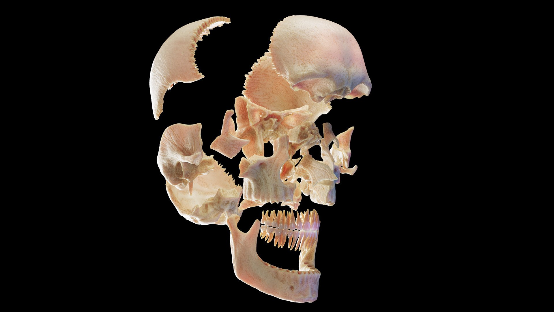 Human Male Body Skeleton and Vascular System Static 3D https://p.turbosquid.com/ts-thumb/sJ/d5gL0u/HK/anatomy_v2_male_ps_064/jpg/1680872253/1920x1080/fit_q87/06cc60eb219c5f31fbc5b5af0c9f7886838ce419/anatomy_v2_male_ps_064.jpg