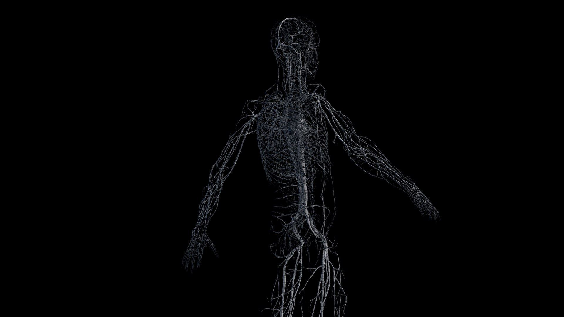 Human Male Body Skeleton and Vascular System Static 3D https://p.turbosquid.com/ts-thumb/sJ/d5gL0u/PP/male_vascular_wire0006/jpg/1680872793/1920x1080/fit_q87/7ad4c1f7cb1bf338db295611e3f348148e3e5c0d/male_vascular_wire0006.jpg
