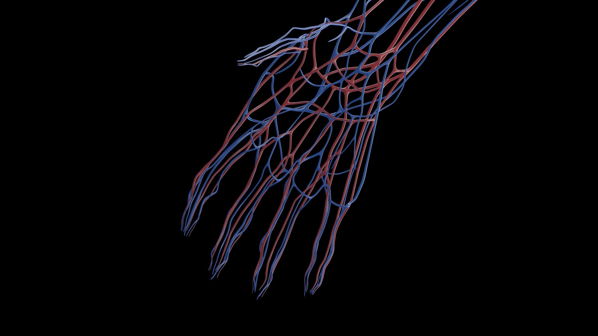 Human Male Body Skeleton and Vascular System Static 3D https://p.turbosquid.com/ts-thumb/sJ/d5gL0u/cf/male_vascular0010/jpg/1680872393/1920x1080/fit_q87/8a929930f9088f408822a4402e07e29f7bc03d4e/male_vascular0010.jpg