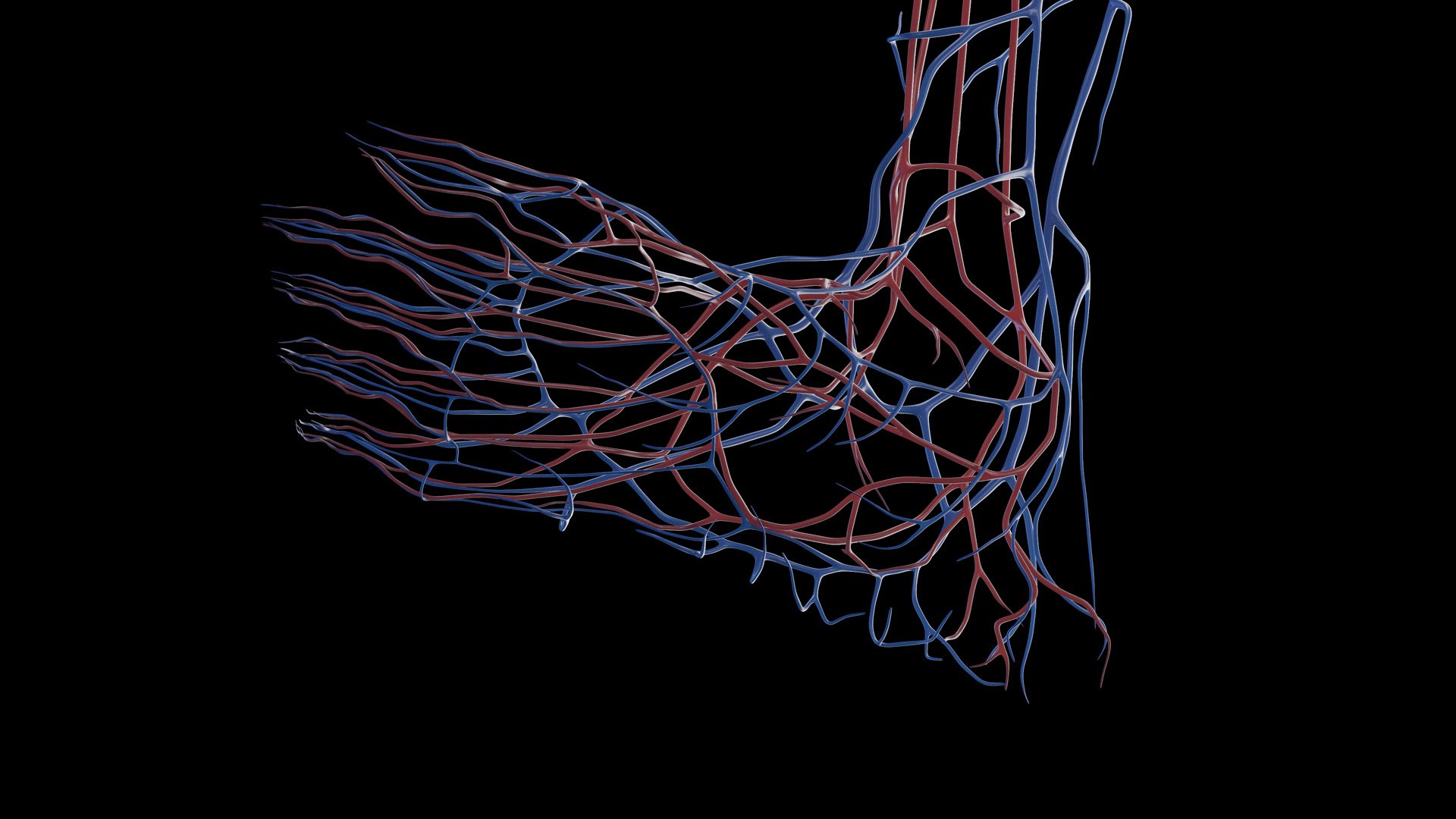 Human Male Body Skeleton and Vascular System Static 3D https://p.turbosquid.com/ts-thumb/sJ/d5gL0u/cs/male_vascular0012/jpg/1680872394/1920x1080/fit_q87/5904eb75e14309d432a1dc13a7b6acf5f14ec2f1/male_vascular0012.jpg