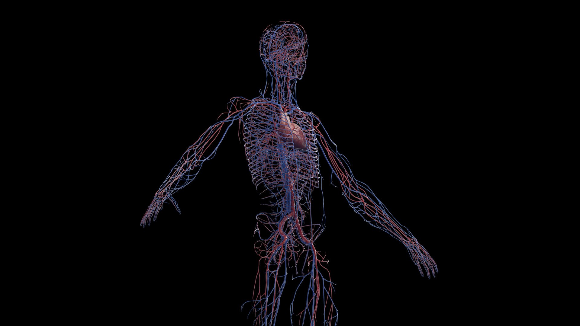 Human Male Body Skeleton and Vascular System Static 3D https://p.turbosquid.com/ts-thumb/sJ/d5gL0u/fK/male_vascular0005/jpg/1680872390/1920x1080/fit_q87/4642be6c6686aa40d3d0bf600a99359de491b0cf/male_vascular0005.jpg