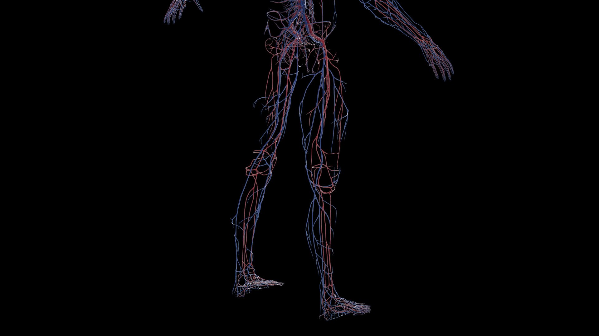 Human Male Body Skeleton and Vascular System Static 3D https://p.turbosquid.com/ts-thumb/sJ/d5gL0u/nR/male_vascular0007/jpg/1680872391/1920x1080/fit_q87/d5e3a87346bc55a6405943b6b0153692dc4a4eaa/male_vascular0007.jpg