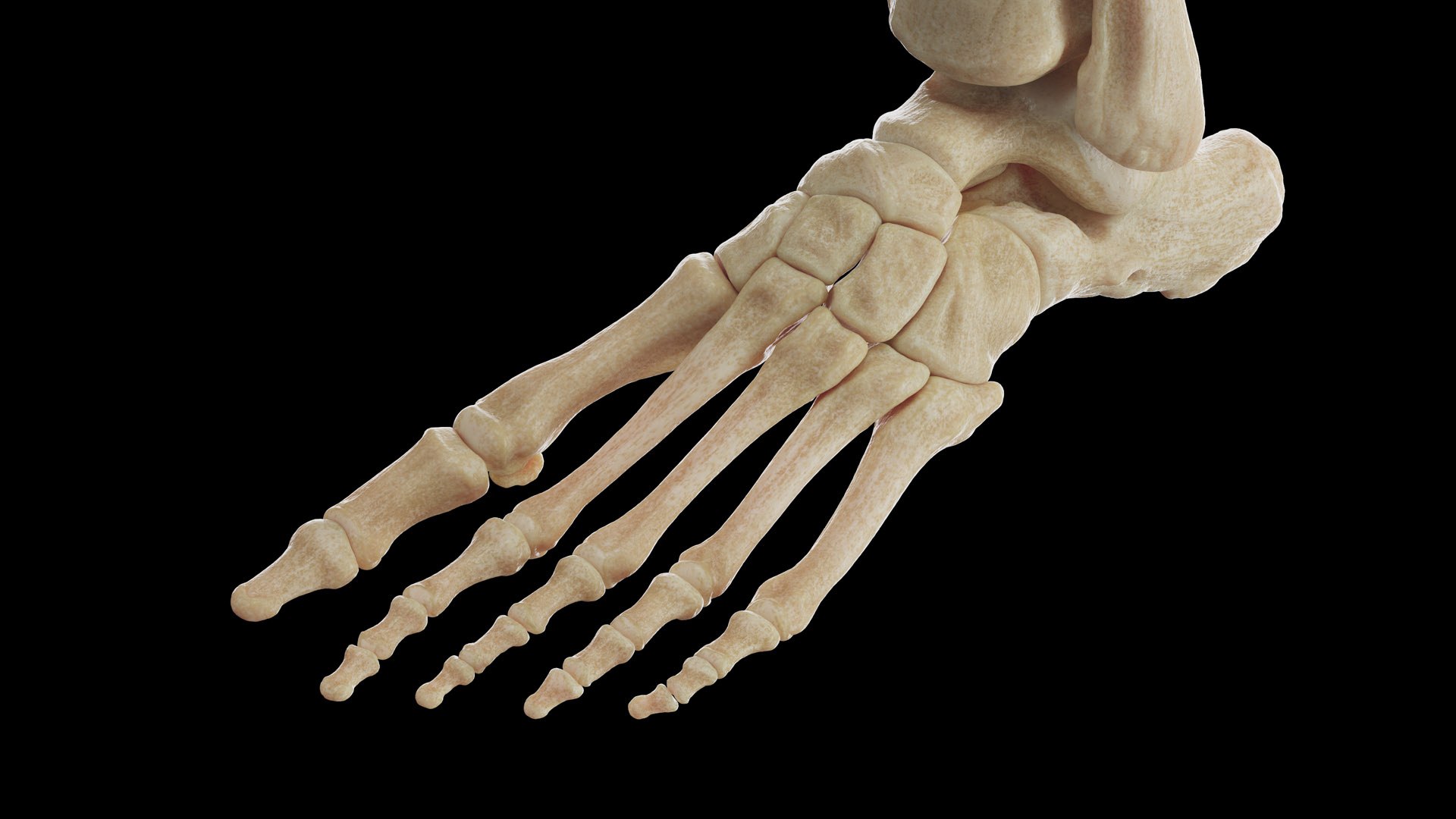 Human Male Body Skeleton and Vascular System Static 3D https://p.turbosquid.com/ts-thumb/sJ/d5gL0u/uK/male_skeleton0012/jpg/1680872225/1920x1080/fit_q87/4392caa5de0fe61568ae91a01d5a913fcea6ba5e/male_skeleton0012.jpg