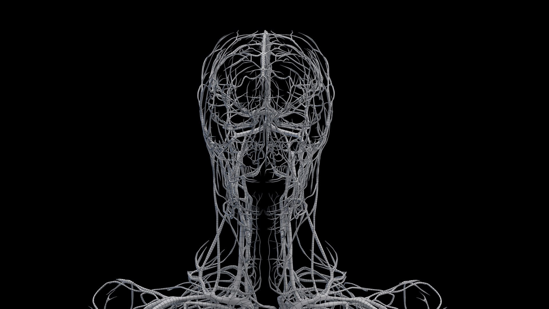 Human Male Body Skeleton and Vascular System Static 3D https://p.turbosquid.com/ts-thumb/sJ/d5gL0u/vR/male_vascular_wire0001/jpg/1680872790/1920x1080/fit_q87/f5de41d82b665091fec14a301fd66db1a5f5241b/male_vascular_wire0001.jpg