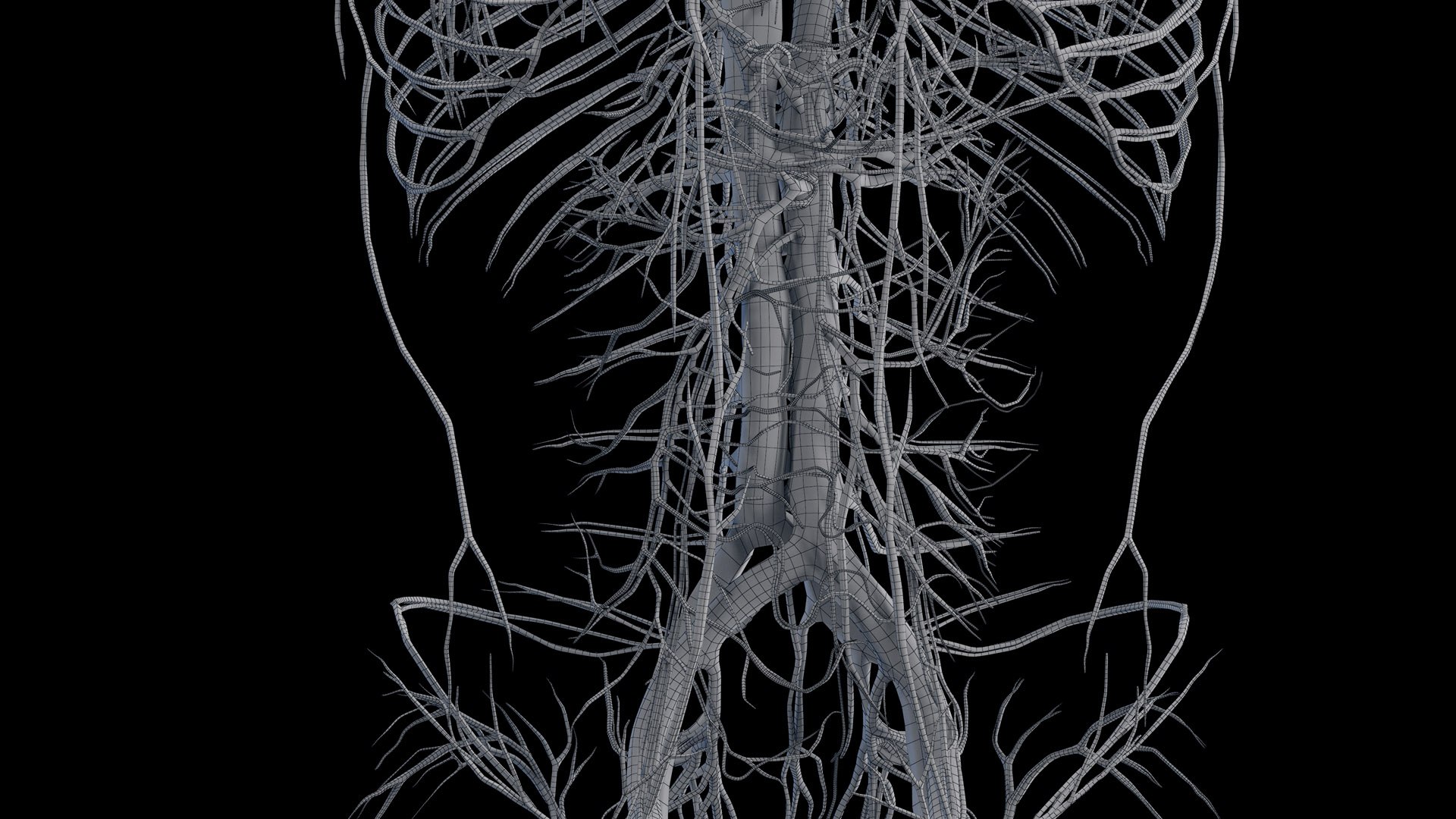 Human Male Body Skeleton and Vascular System Static 3D https://p.turbosquid.com/ts-thumb/sJ/d5gL0u/zj/male_vascular_wire0014/jpg/1680872790/1920x1080/fit_q87/84c2e414151ab7c10ef1cb3e7d185b4093eee24e/male_vascular_wire0014.jpg