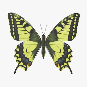 3D papilio swallowtail butterfly model