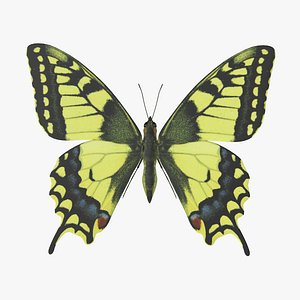 Papilio Swallowtail Butterfly