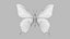 Papilio Swallowtail Butterfly