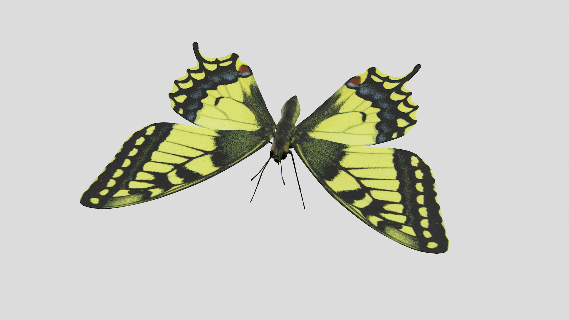 3D papilio swallowtail butterfly model https://p.turbosquid.com/ts-thumb/sJ/iMMUti/MpNSuX24/pappiliott/png/1592460233/1920x1080/turn_fit_q99/863cc6cd300eb57d2004d8fd36c239cdedddb1ba/pappiliott-1.jpg