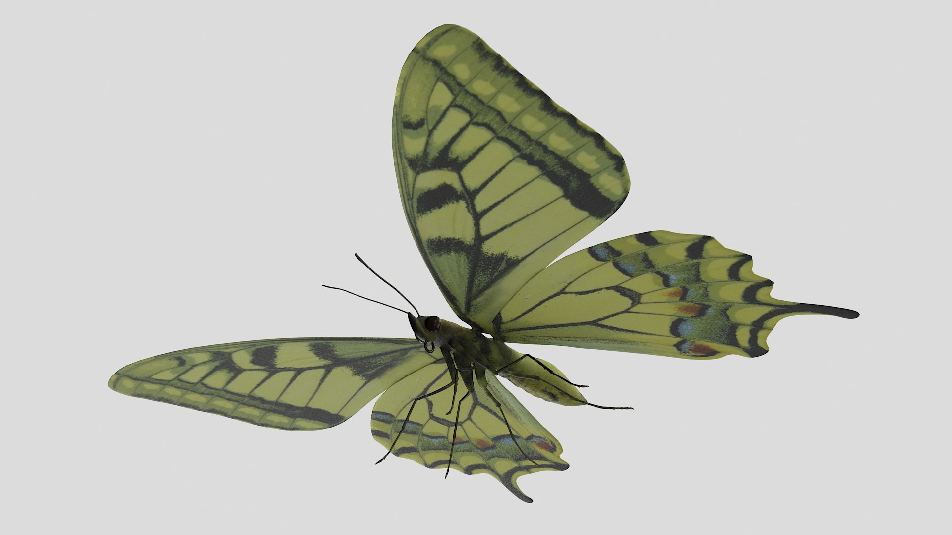 3D papilio swallowtail butterfly model https://p.turbosquid.com/ts-thumb/sJ/iMMUti/SxXzpYJL/pappilio_r5/png/1592460244/1920x1080/fit_q87/b888dd52b9f416557fc22aabe18e82f44b45df0d/pappilio_r5.jpg