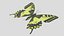 Papilio Swallowtail Butterfly