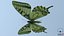 Papilio Swallowtail Butterfly