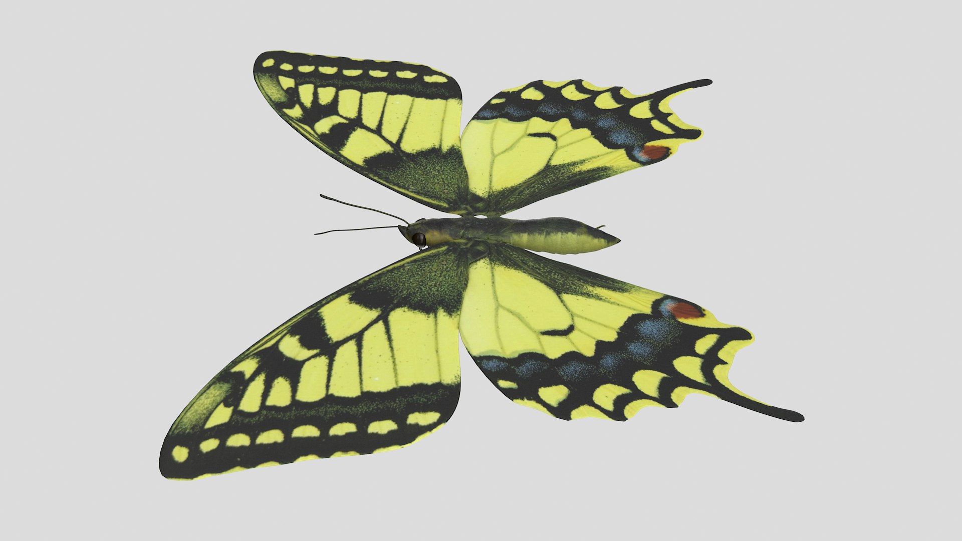 3D papilio swallowtail butterfly model https://p.turbosquid.com/ts-thumb/sJ/iMMUti/kl4o3Frr/pappilio_r2/png/1592460233/1920x1080/fit_q87/2f61cee01184401e3867c192328a4ca7029f37e5/pappilio_r2.jpg