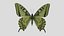 Papilio Swallowtail Butterfly