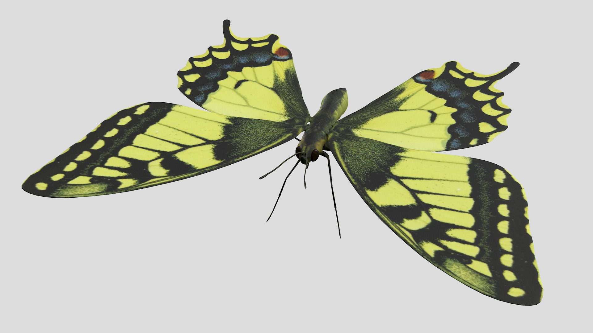 3D papilio swallowtail butterfly model https://p.turbosquid.com/ts-thumb/sJ/iMMUti/uzotqVF9/pappilio_r3/png/1592460238/1920x1080/fit_q87/74070ce3a97ffafb46e131b4ea6ab45a5cb044b3/pappilio_r3.jpg