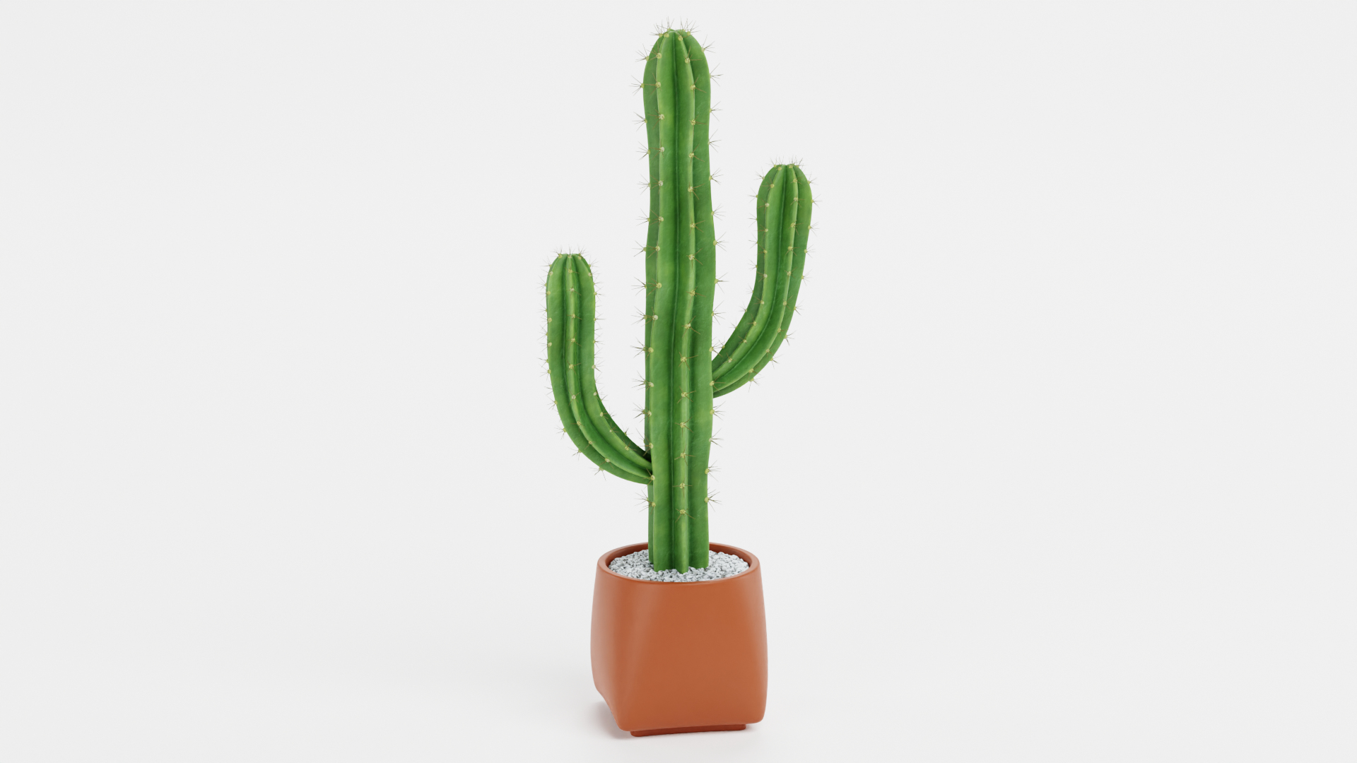 Saguaro in Pot 3D model https://p.turbosquid.com/ts-thumb/sJ/ixIoXR/O5/0001/png/1690794689/1920x1080/turn_fit_q99/2018b01bcdf5082fd61290639b928261afc76421/0001-1.jpg