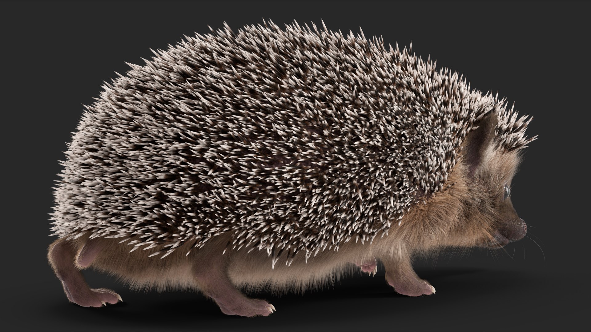 3D Black Hedgehog Fur Rigged - TurboSquid 2076121