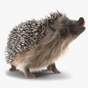 Black Hedgehog Fur Rigged