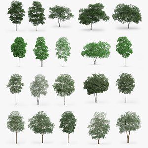 Birch Trees Collection