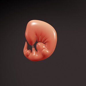 Embryo