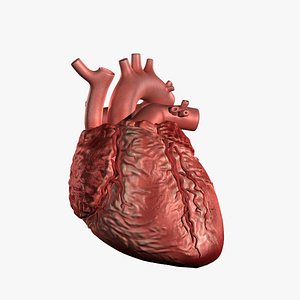 max human heart