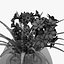 Flower 11