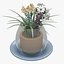 Flower 11