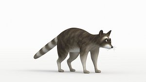 3D Raccoon