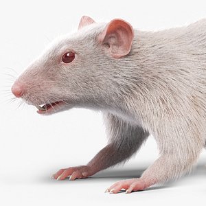 rat white fur 3D model